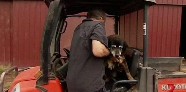  世界最老狗狗辞世  享年30岁:每天接孩子放学