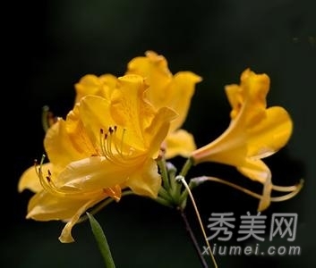 黄花杜鹃