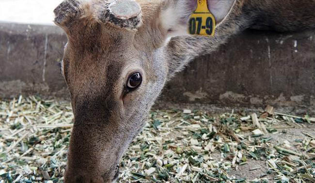 成语鹿鹿鱼鱼用来形容什么_成语故事图片