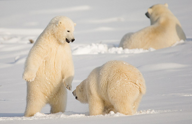 美摄影师抓拍北极熊幼崽自嗨场面