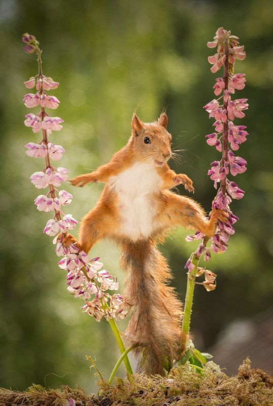 动物界的一字马!松鼠劈叉瞬间实在太萌