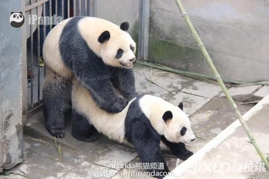 动物世界性行为:实拍大熊猫发情交配全过程
